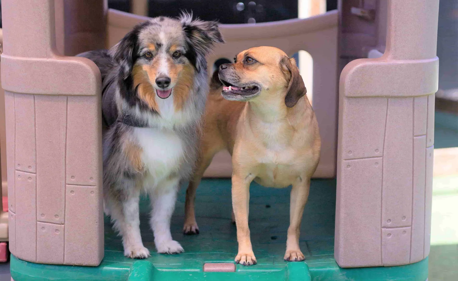 Dogs playing on slide at dog daycare